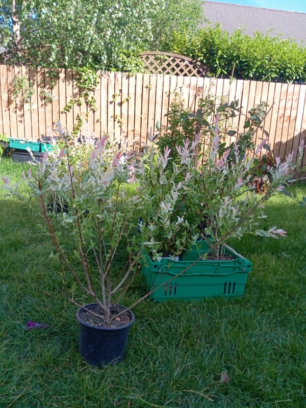 Salix Integra Hakuro Nishiki Flamingo 3L Salix Integra Hakuro Nishiki Flamingo 3L