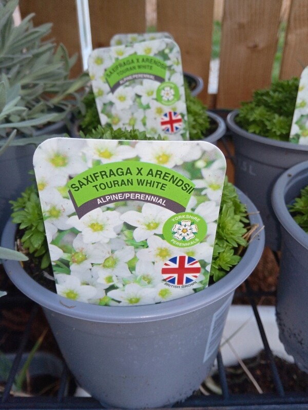 Saxifraga x Arendsii Touran White Saxifraga x Arendsii Touran White