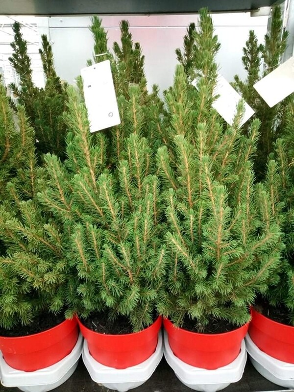 Picea Glauca Spruce 1.5L red pot