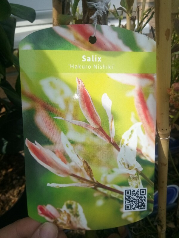 Salix Hakuro Nishiki Lolly 60cm stem 3L pot