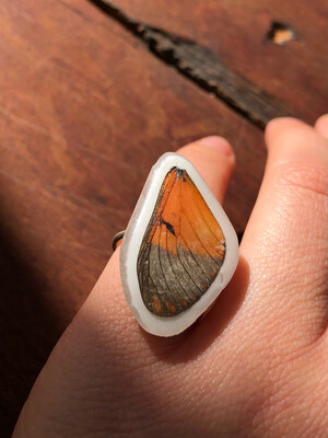 Butterfly Wing Ring | Size 6