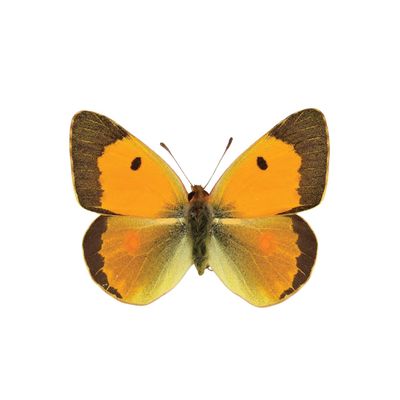 March | Clouded Yellow