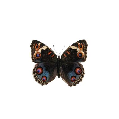 May | Blue Pansy