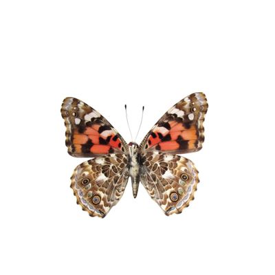 June | Painted Lady