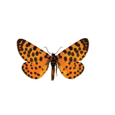 August | Spotted Beauty