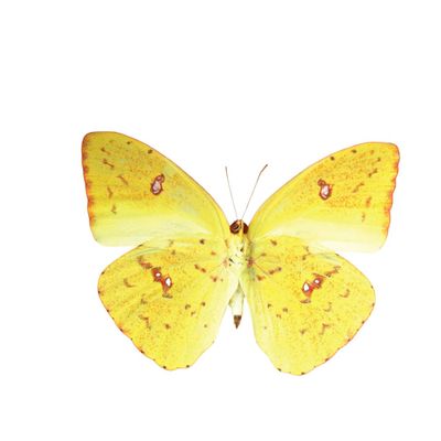 February | Clouded Sulphur