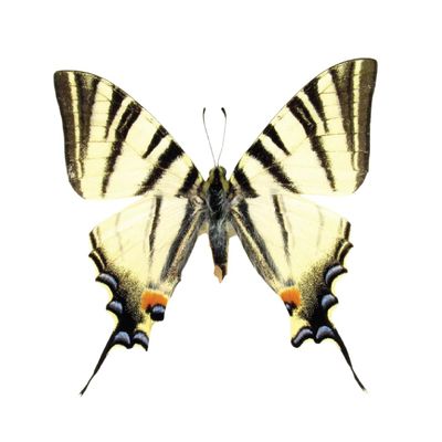 April |  Scarce Swallowtail