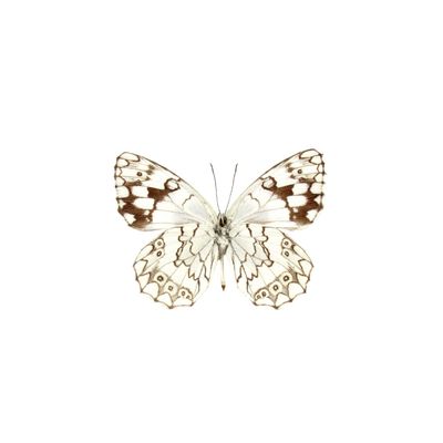 July | Marbled White