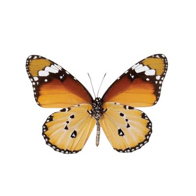October | African Monarch