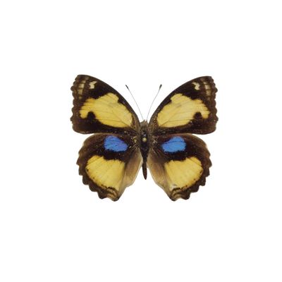 December | Yellow Pansy