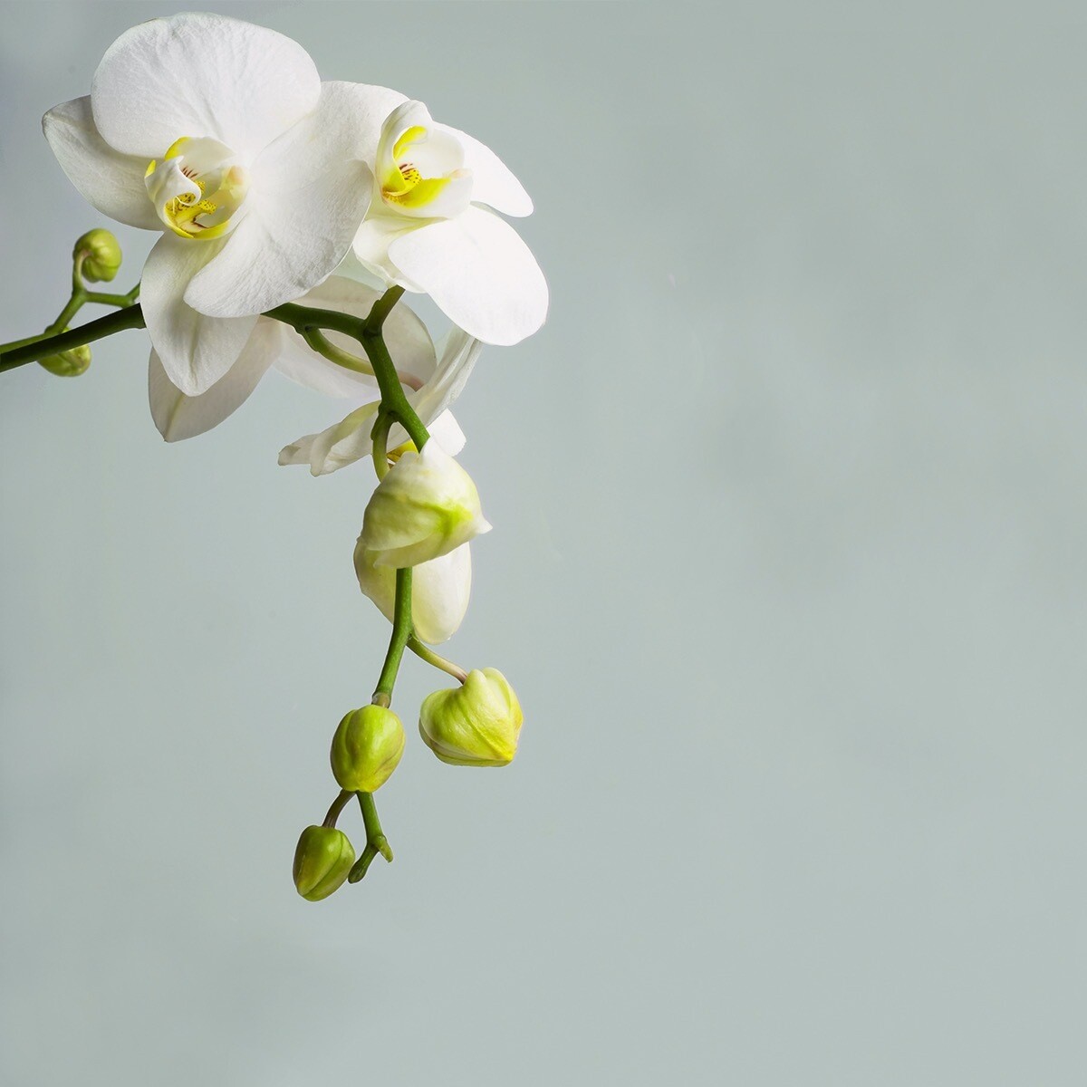 White Orchid White Orchid
