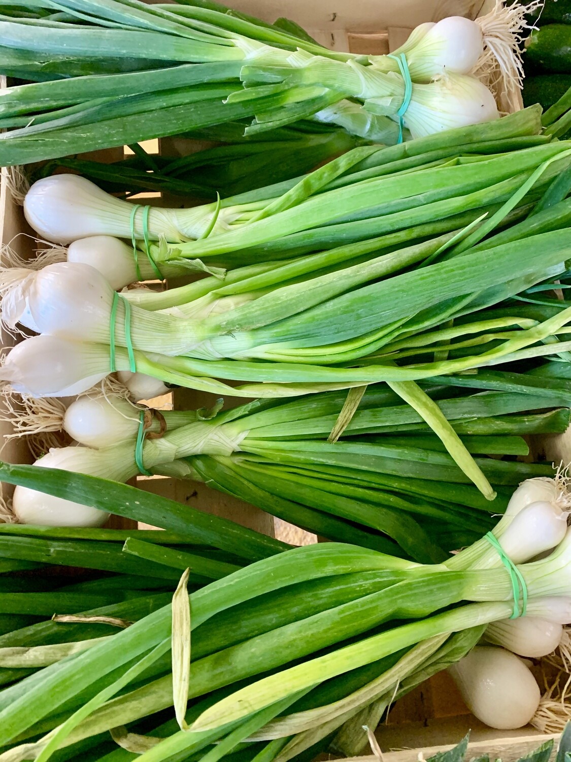 Botte d&#39;oignons blancs (la pièce)