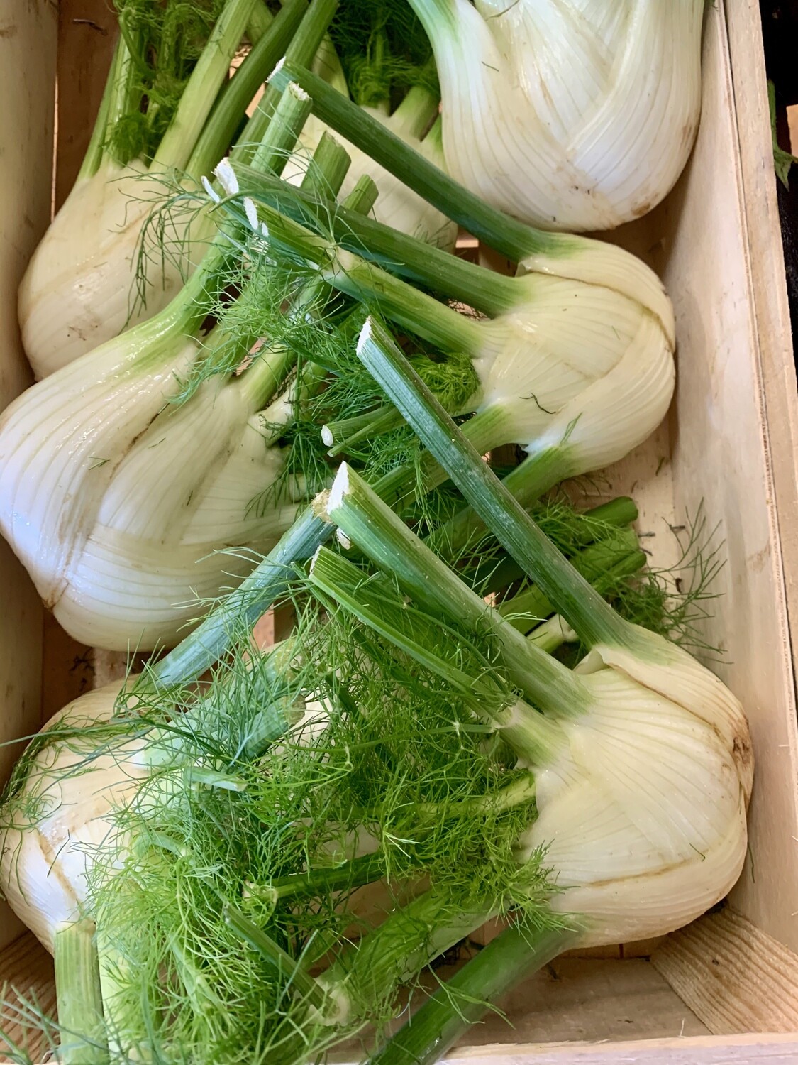 Fenouil (le kg) Fenouil (le kg)
