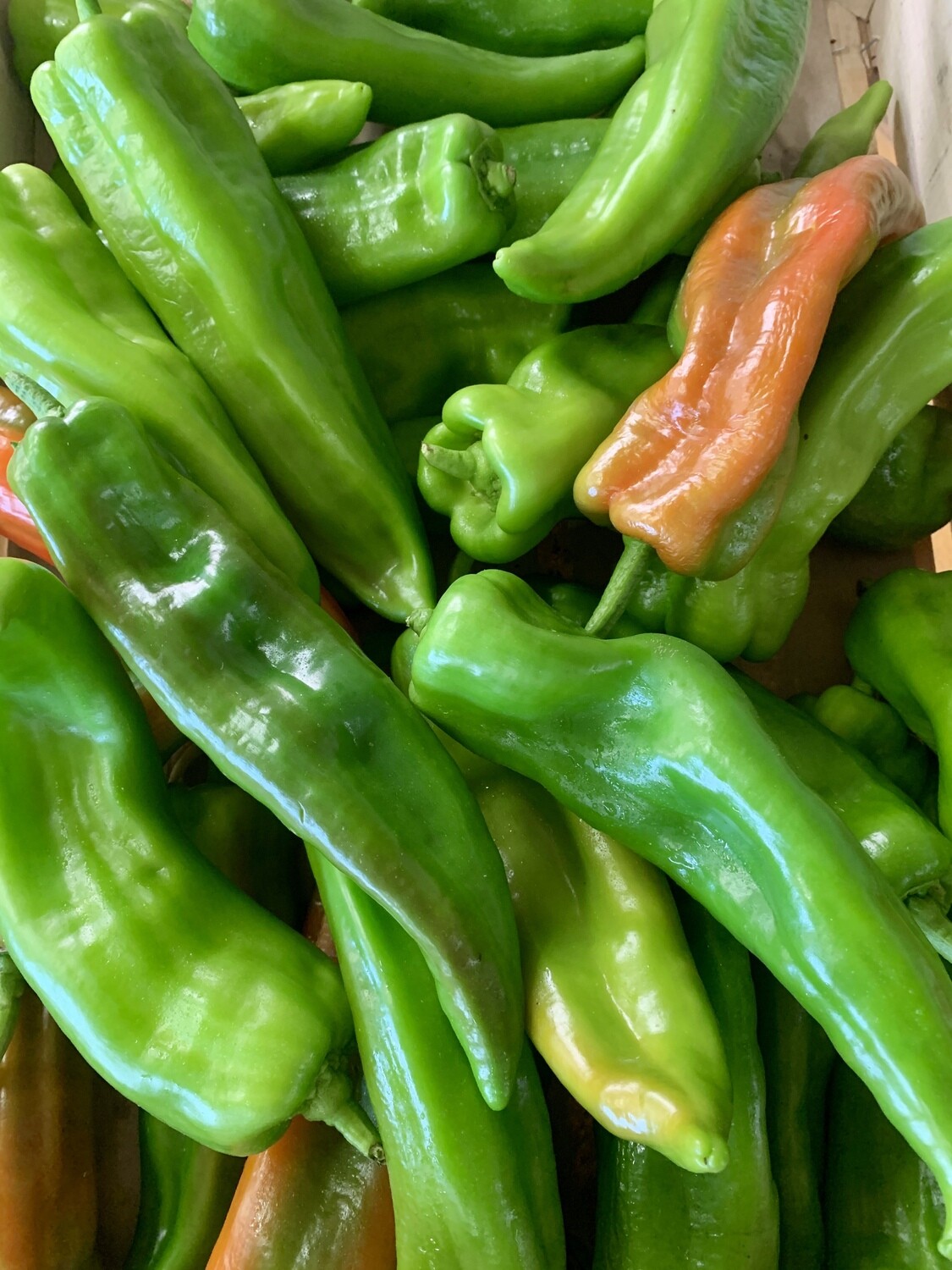 Piment vert doux (le kg)