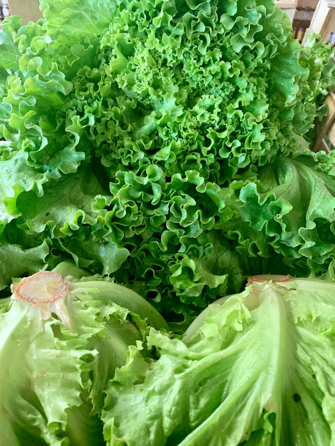 Salade (la pièce) Salade (la pièce)