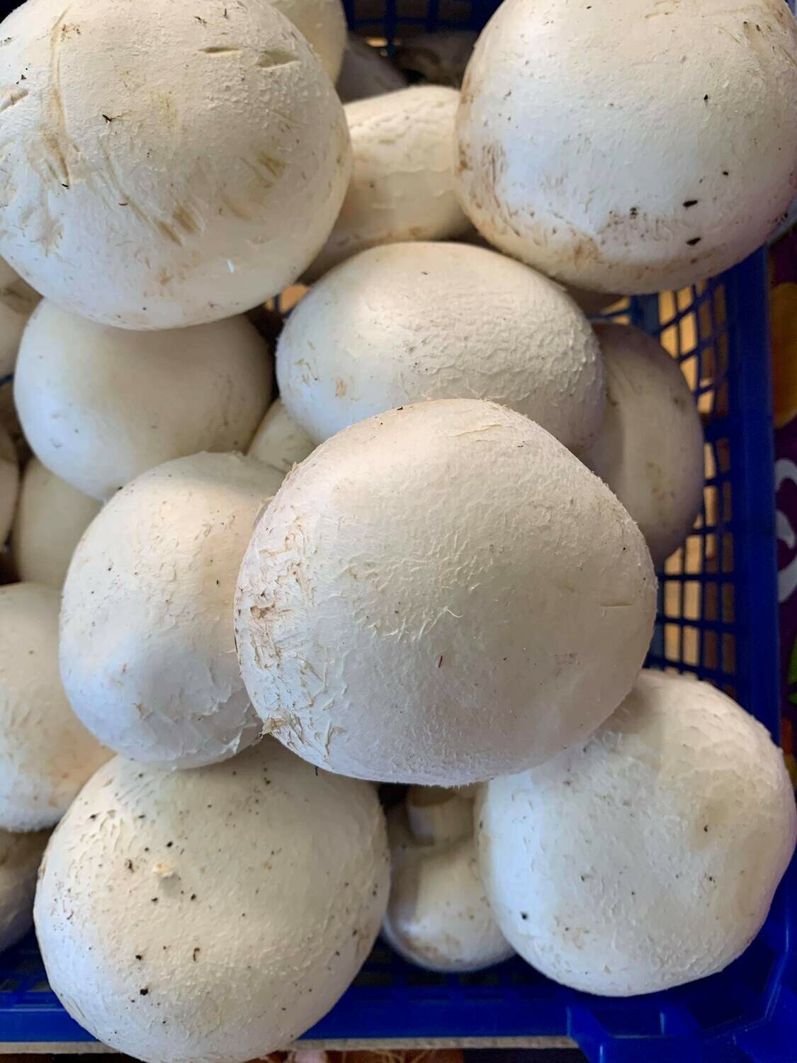 Champignon Champignon