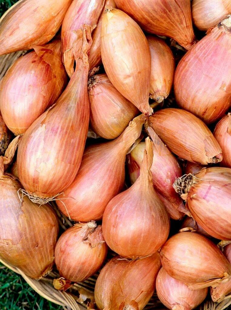 Échalote (la pièce) Échalote (la pièce)