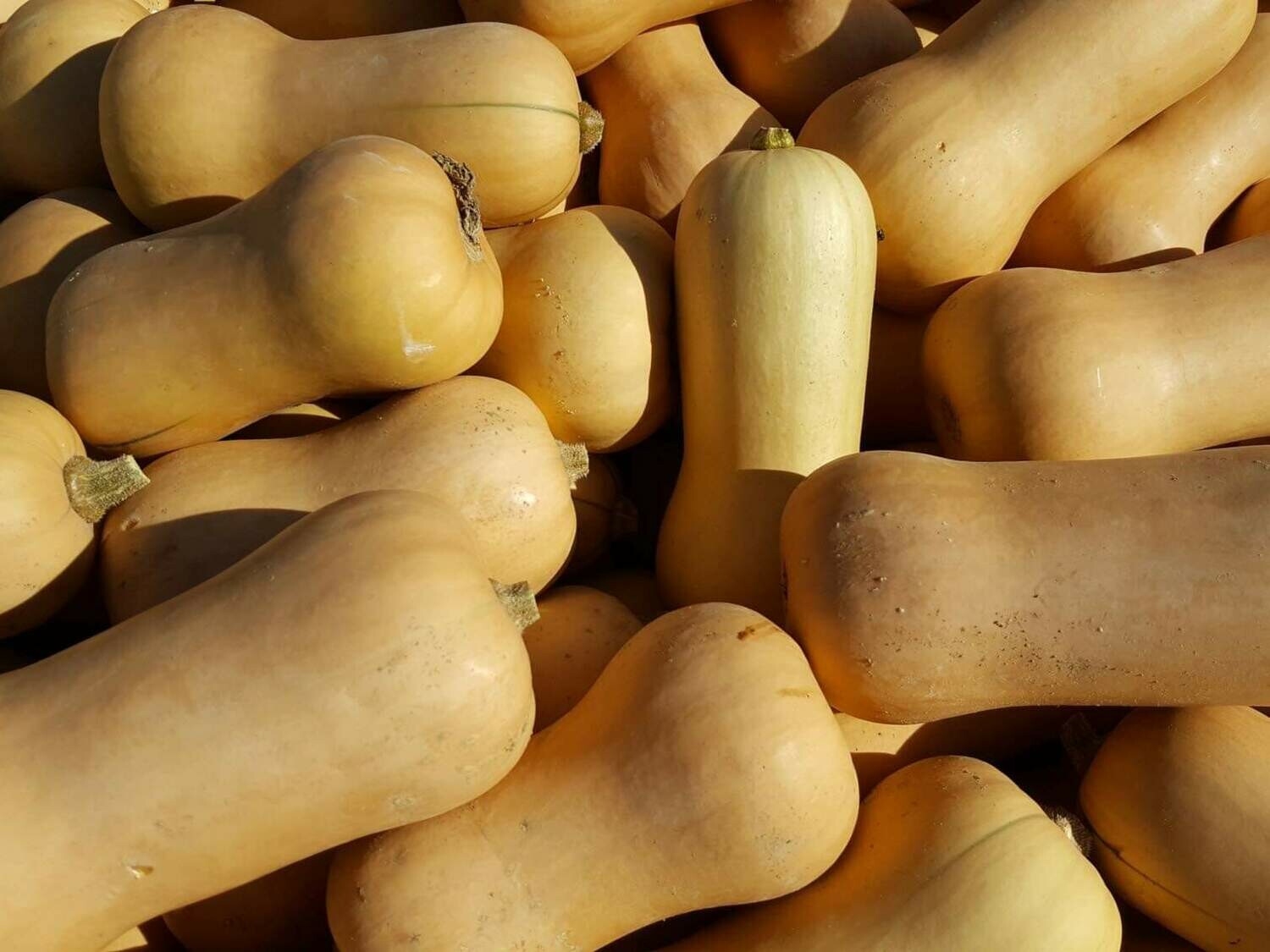 Courge Butternut (la pièce) Courge Butternut (la pièce)