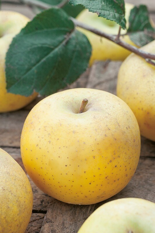 Pomme chanteclerc cat1 (le kg) Pomme chanteclerc cat1 (le kg)