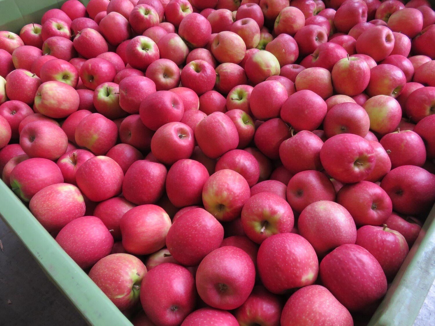 Pink Lady (le kg) Pink Lady (le kg)