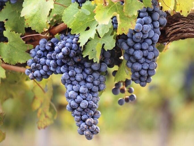 Raisin muscat (le kg)
