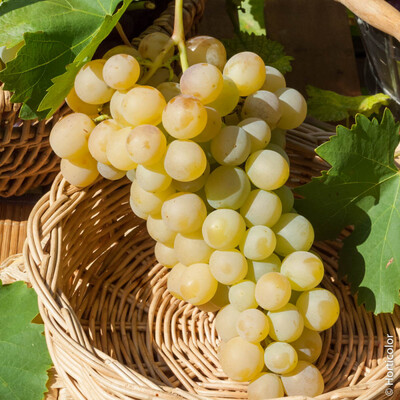 Raisin blanc Italia  (le kg)