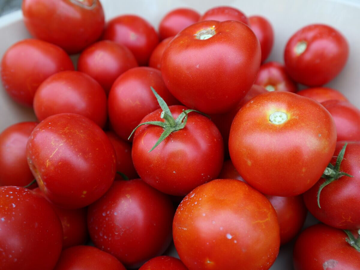 Tomate cocktail  (le kg)