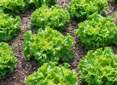 Salade batavia (la pièce)