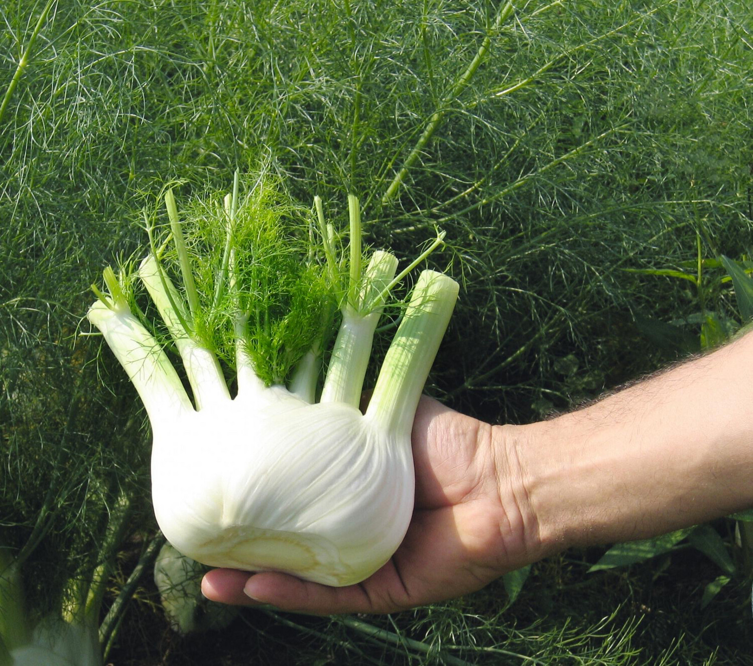 Fenouil (le kg)