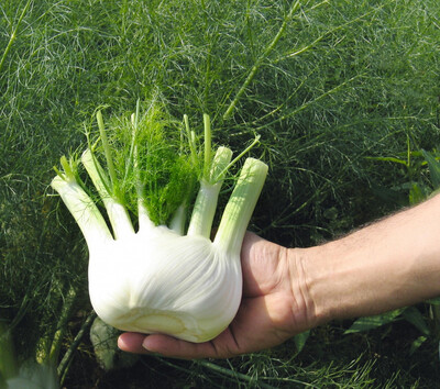 Fenouil (le kg)