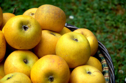 Pomme Chanteclerc (le kg)