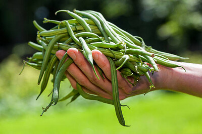 Haricot vert main (le kg)