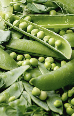 Petit pois (le kg)