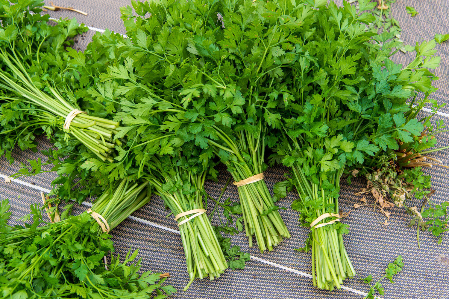 Bouquet de Persil