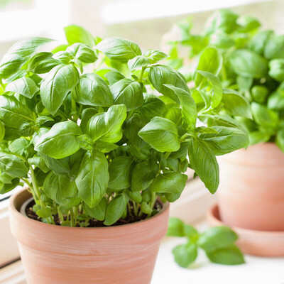 Basilic en pot (a planter)