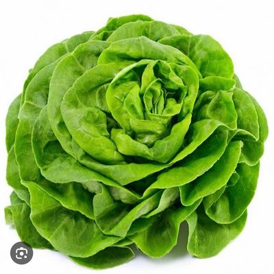 Salade LAITUE (la pièce)