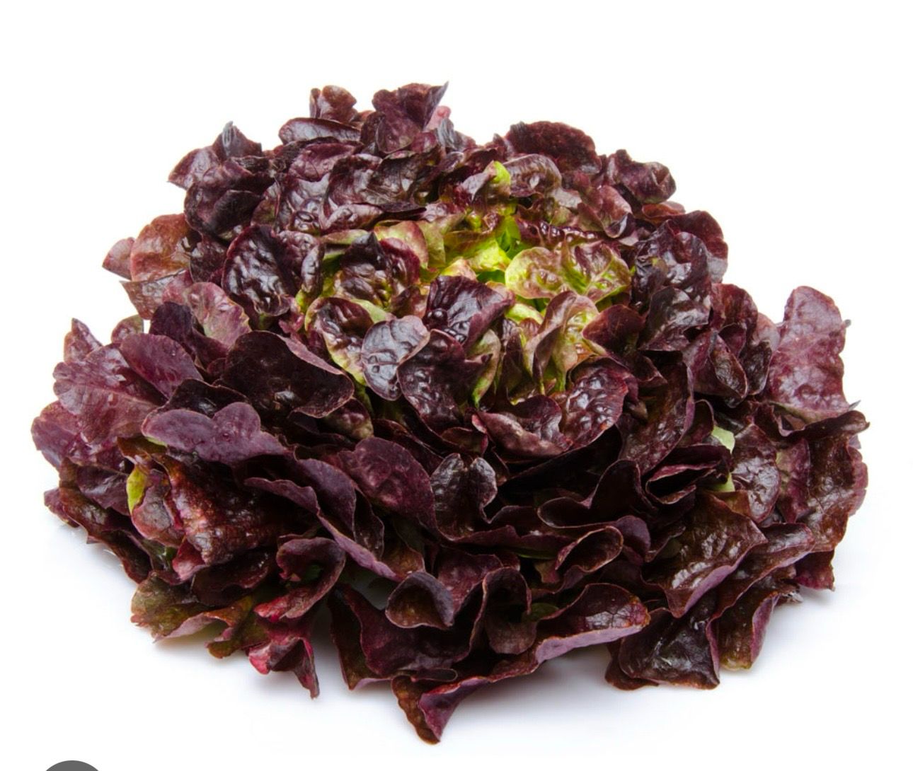 Salade feuille de chêne ROUGE (la pièce)