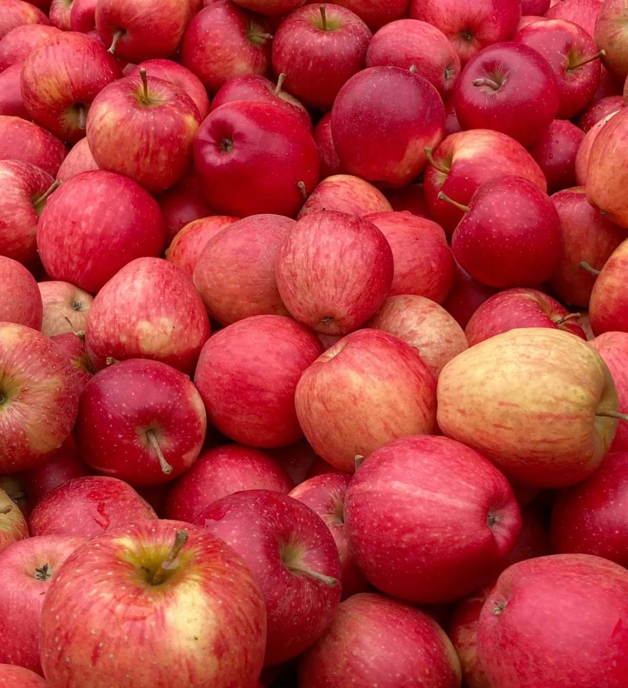 Pomme Gala (le kg)