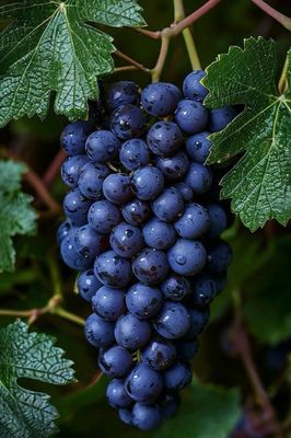 Raisin muscat France