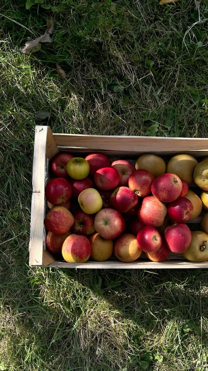 Caisse pomme Gala (12kg)