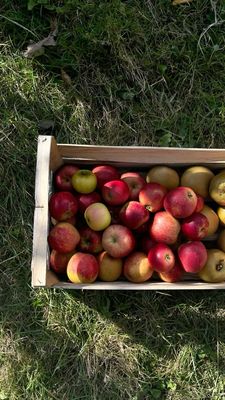 Caisse pomme Gala (12kg)