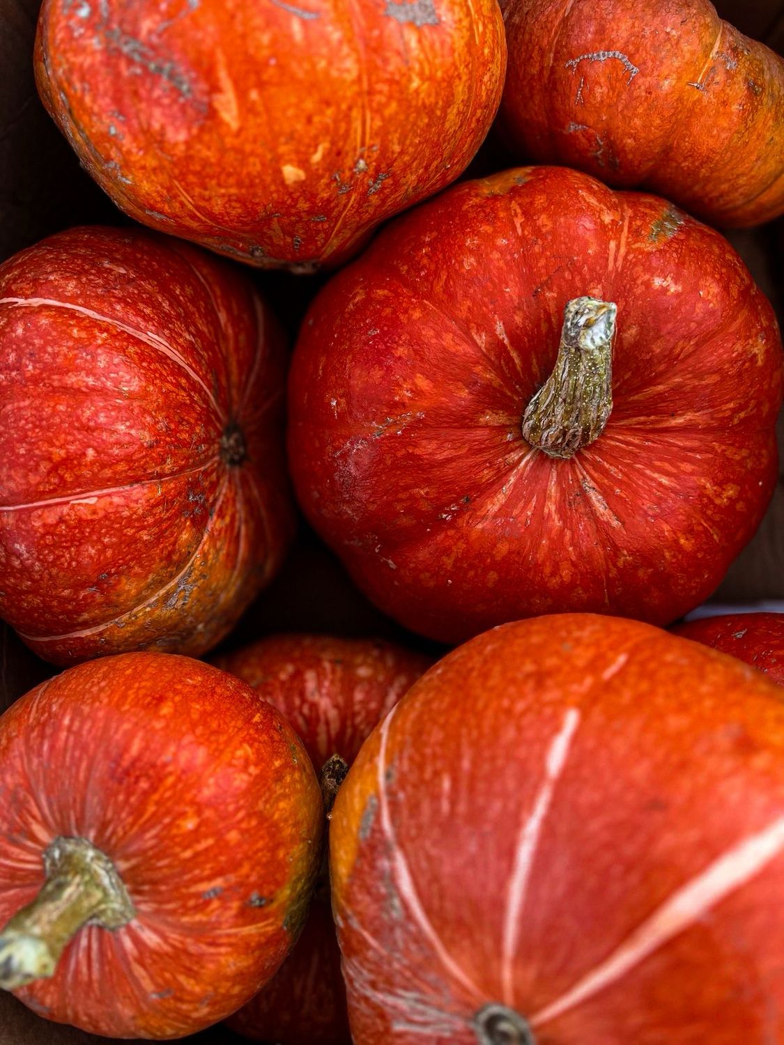 Potimarron (la pièce)