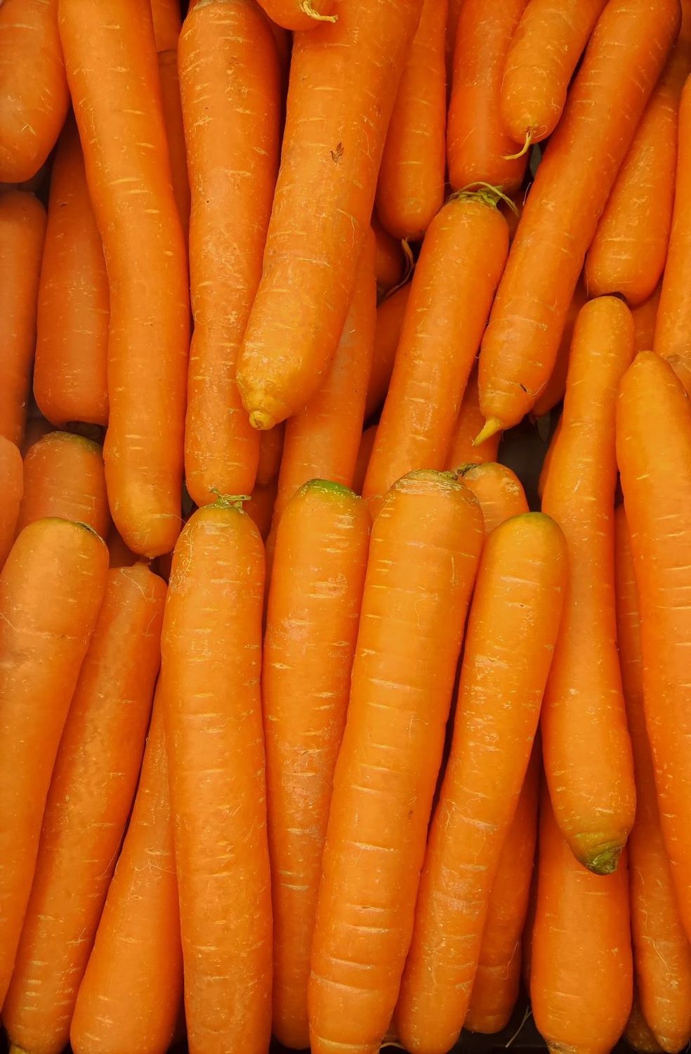 Carotte des Landes (le kg)