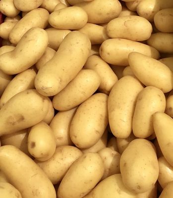 Pomme de terre Amandine (le kg)