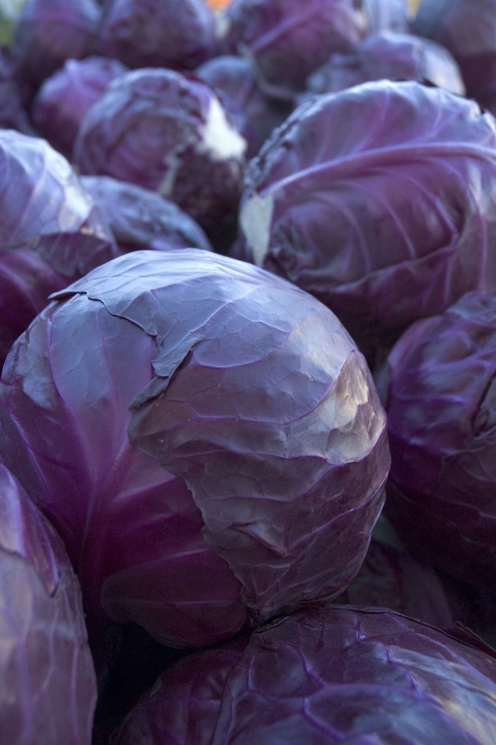 Chou rouge (la pièce)