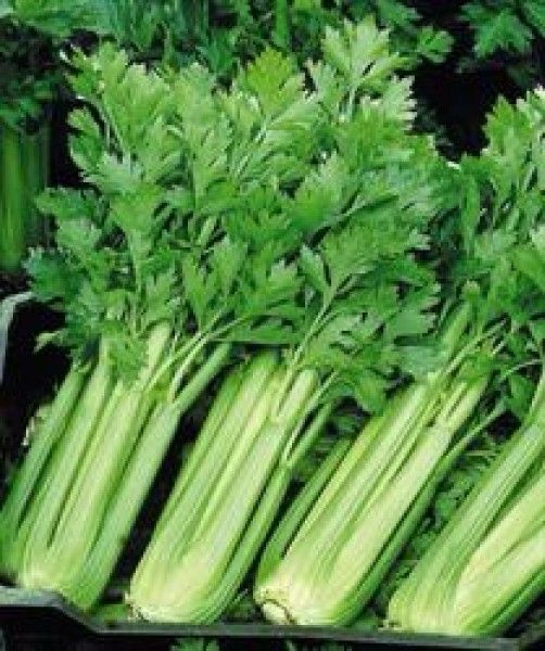 Céleri branche (le kg)