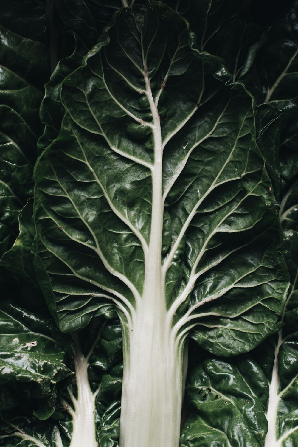 Blette botte (la botte 1kg) 