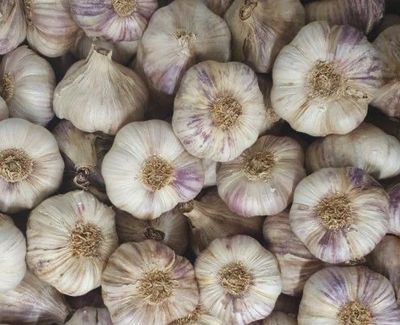 Ail violet (la pièce)