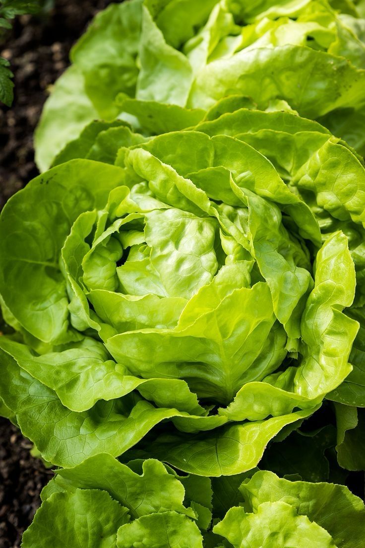 Salade LAITUE (la pièce)