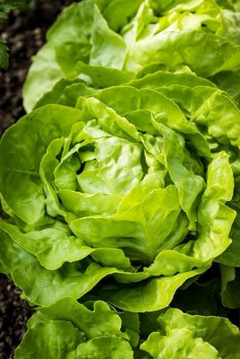 Salade LAITUE (la pièce)